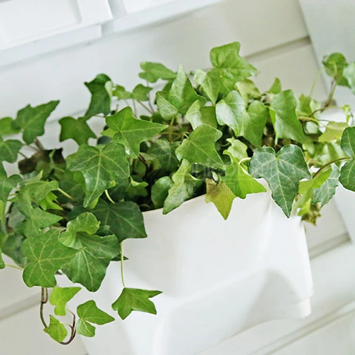 Pots de fleurs verticaux en plastique fixés au mur de planteur de jardin accrochant